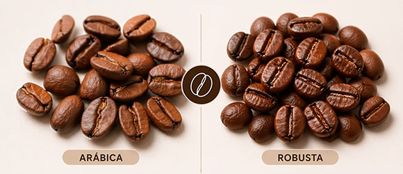 Diferencia entre café arábica y robusta: cuál es mejor y por qué